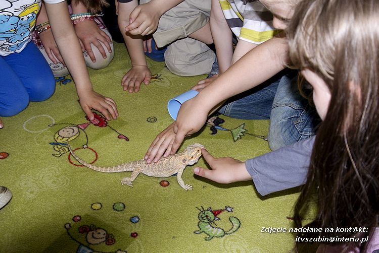 Jaszczurki Angela i Zdzisia z wizytą u maluchów