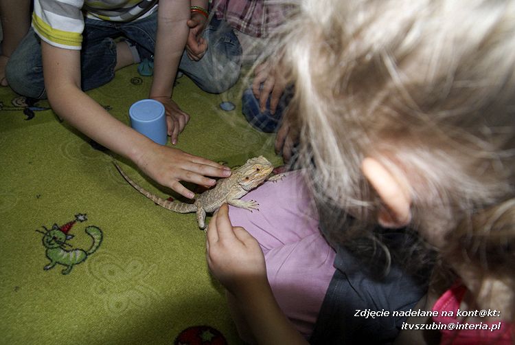 Jaszczurki Angela i Zdzisia z wizytą u maluchów