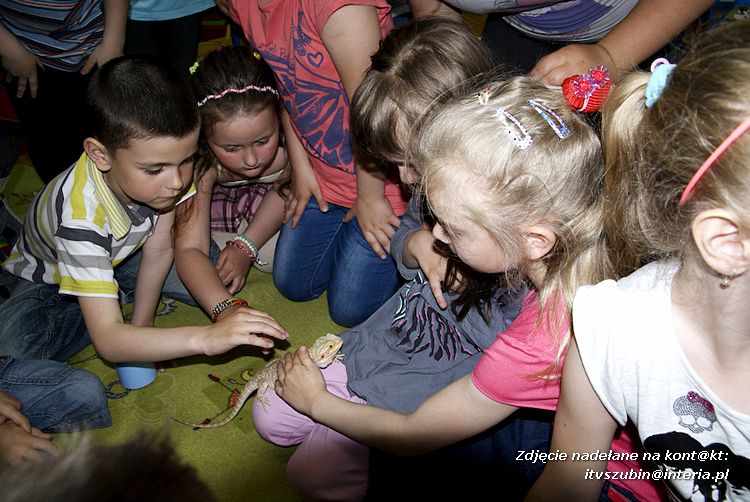 Jaszczurki Angela i Zdzisia z wizytą u maluchów