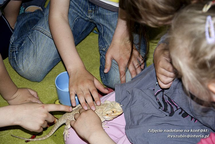Jaszczurki Angela i Zdzisia z wizytą u maluchów