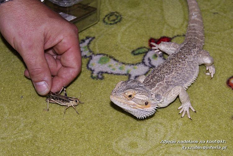 Jaszczurki Angela i Zdzisia z wizytą u maluchów