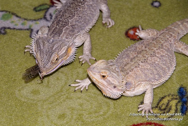 Jaszczurki Angela i Zdzisia z wizytą u maluchów
