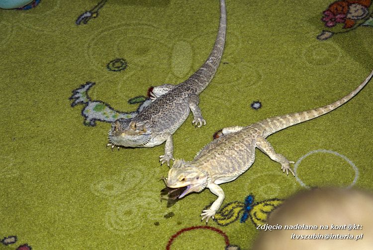 Jaszczurki Angela i Zdzisia z wizytą u maluchów