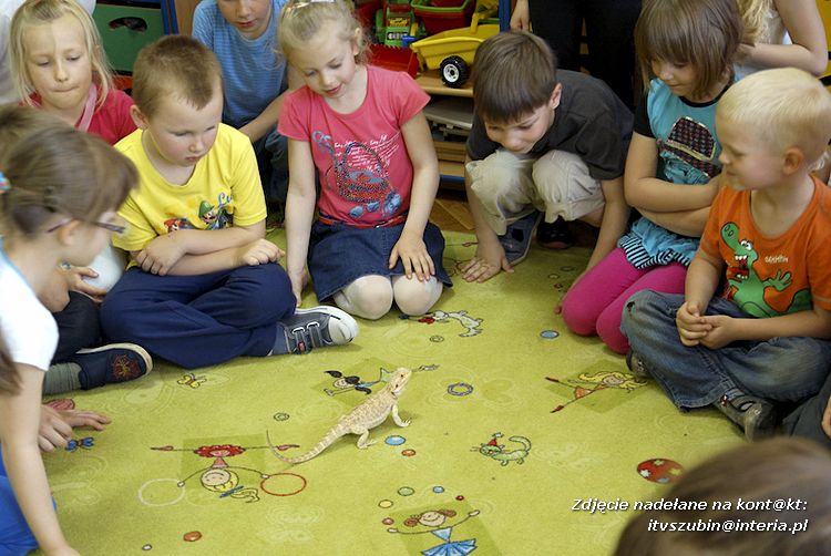 Jaszczurki Angela i Zdzisia z wizytą u maluchów