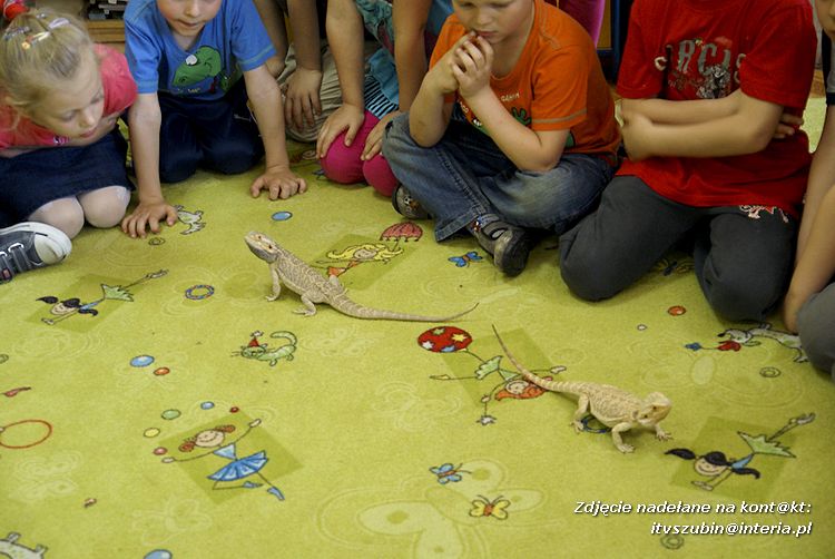 Jaszczurki Angela i Zdzisia z wizytą u maluchów