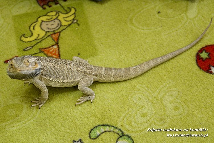 Jaszczurki Angela i Zdzisia z wizytą u maluchów