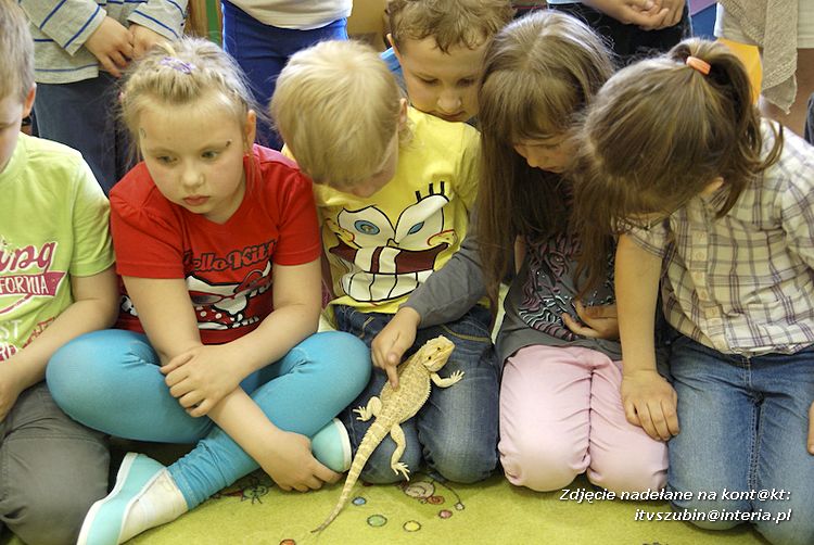 Jaszczurki Angela i Zdzisia z wizytą u maluchów