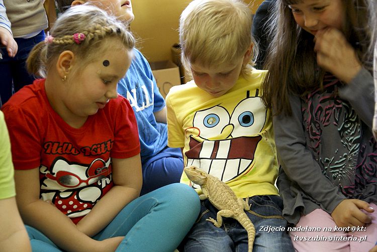 Jaszczurki Angela i Zdzisia z wizytą u maluchów