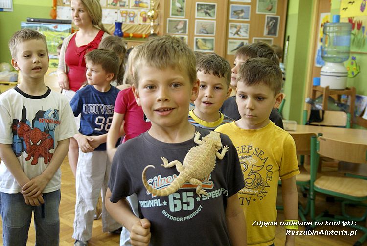 Jaszczurki Angela i Zdzisia z wizytą u maluchów