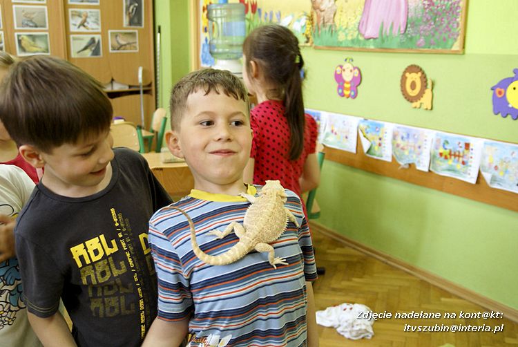 Jaszczurki Angela i Zdzisia z wizytą u maluchów