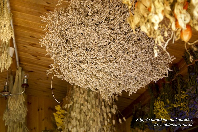 Maluchy z szubińskiej dwójki z wizytą w edukacyjnej zagrodzie