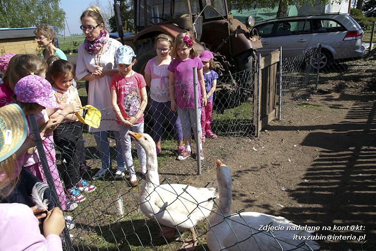 Maluchy z szubińskiej dwójki z wizytą w edukacyjnej zagrodzie