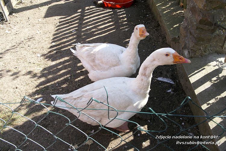 Maluchy z szubińskiej dwójki z wizytą w edukacyjnej zagrodzie