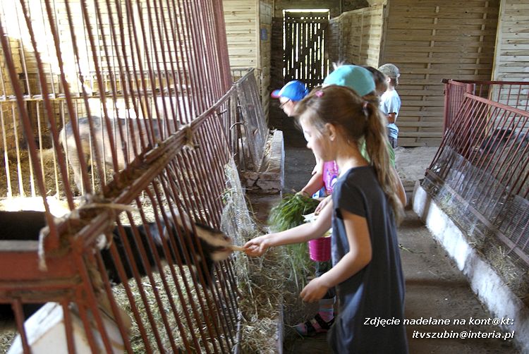 Maluchy z szubińskiej dwójki z wizytą w edukacyjnej zagrodzie
