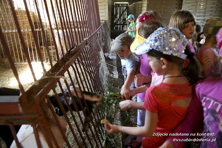 Maluchy z szubińskiej dwójki z wizytą w edukacyjnej zagrodzie