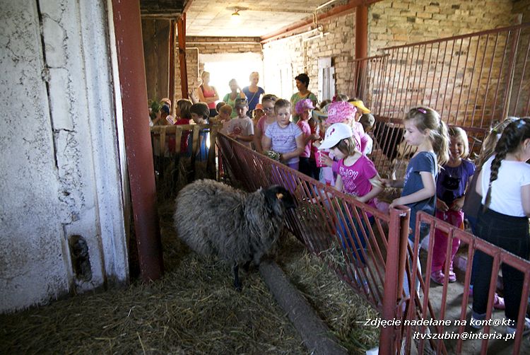 Maluchy z szubińskiej dwójki z wizytą w edukacyjnej zagrodzie