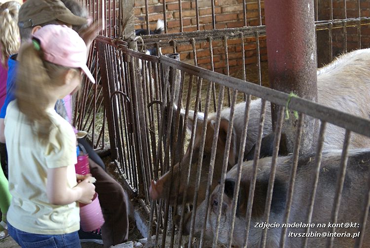 Maluchy z szubińskiej dwójki z wizytą w edukacyjnej zagrodzie