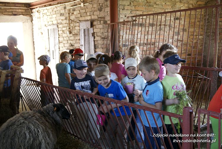 Maluchy z szubińskiej dwójki z wizytą w edukacyjnej zagrodzie