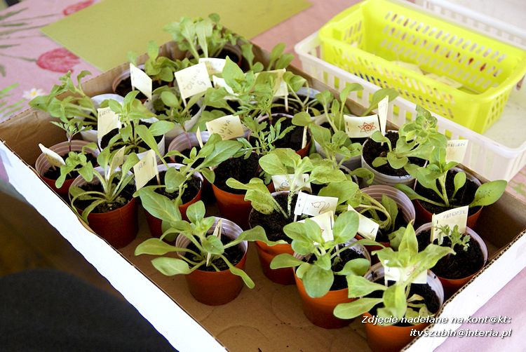 Maluchy z szubińskiej dwójki z wizytą w edukacyjnej zagrodzie
