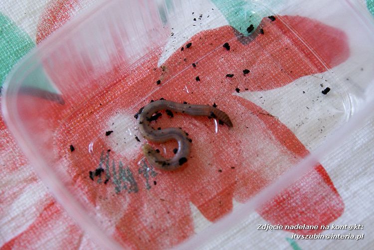 Maluchy z szubińskiej dwójki z wizytą w edukacyjnej zagrodzie