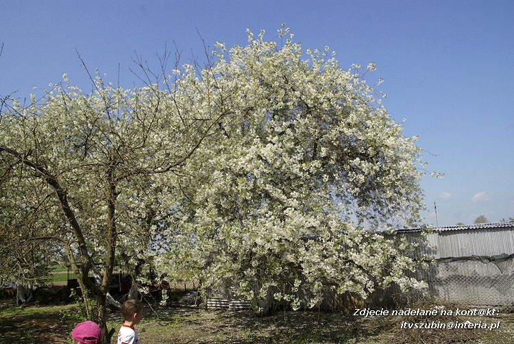 Maluchy z szubińskiej dwójki z wizytą w edukacyjnej zagrodzie