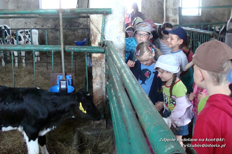 Pszczółki i Zuchy z wizytą w gospodarstwie rolnym