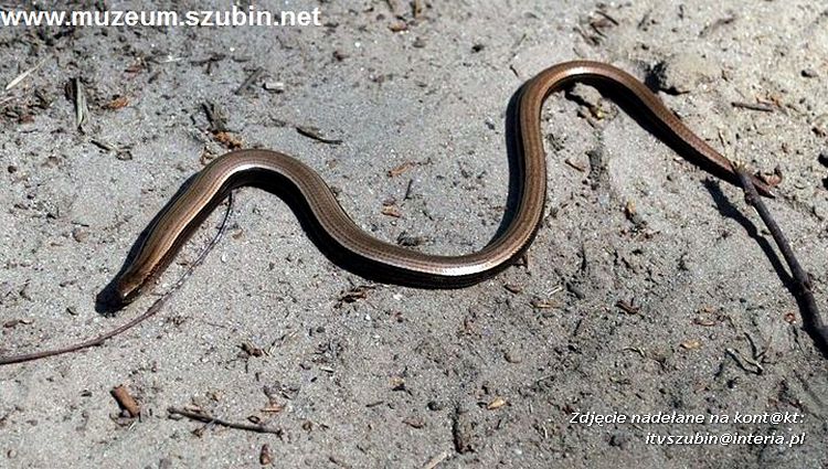 Rajd w ramach projektu 