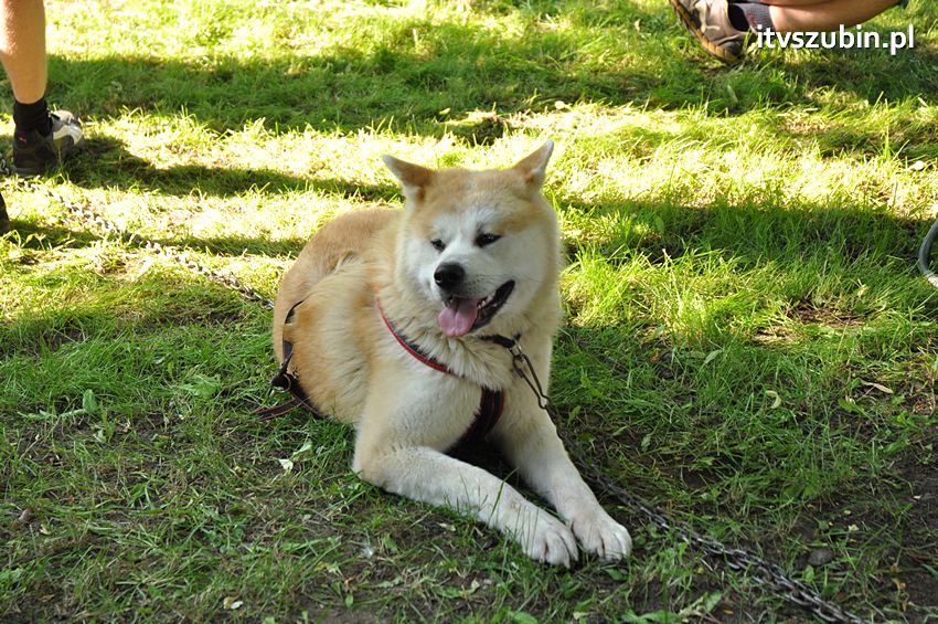 Festyn rodzinny ?Zdrowy i bezpieczny przedszkolak? w przedszkolu nr 2 w Szubinie