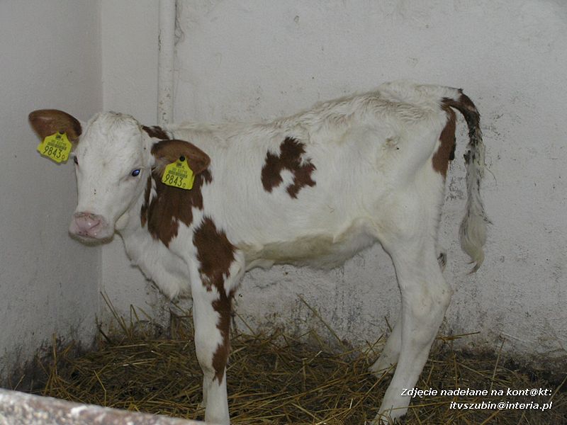 Maluchy z szubińskiej dwójki z wizytą w gospodarstwie rolnym w Szaradowie