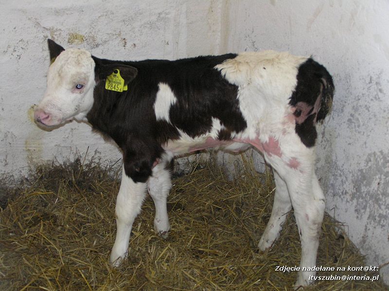 Maluchy z szubińskiej dwójki z wizytą w gospodarstwie rolnym w Szaradowie