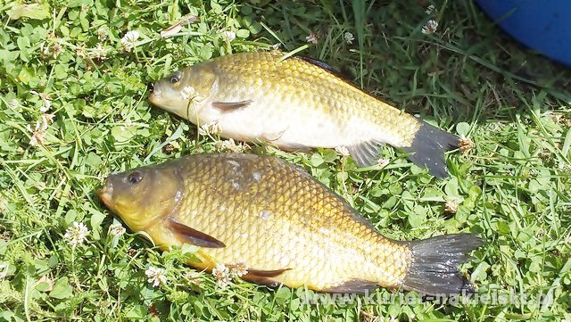 Tomasz Janasiński wygrał II turę tegorocznych powiatowych zawodów wędkarskich dla samorządów i służb mundurowych