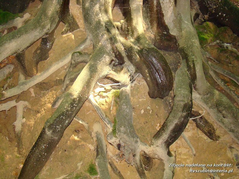 Gimnazjaliści w Górach Świętokrzyskich