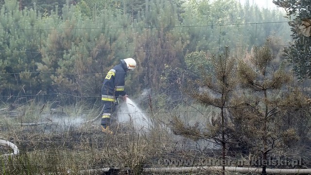 Spłonęło 10 arów poszycia leśnego w młodniku