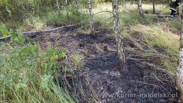 Spłonęło 10 arów poszycia leśnego w młodniku