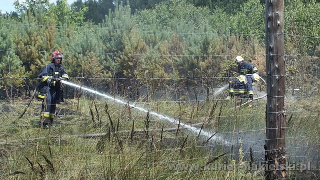 Spłonęło 10 arów poszycia leśnego w młodniku