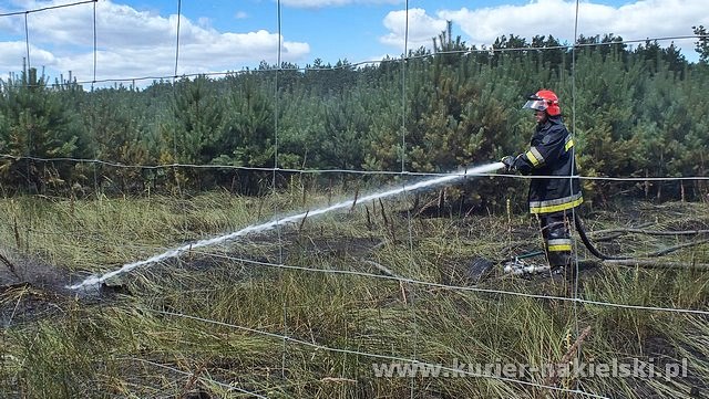 Spłonęło 10 arów poszycia leśnego w młodniku