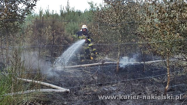 Spłonęło 10 arów poszycia leśnego w młodniku