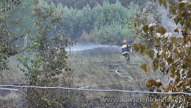 Spłonęło 10 arów poszycia leśnego w młodniku