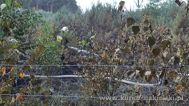 Spłonęło 10 arów poszycia leśnego w młodniku