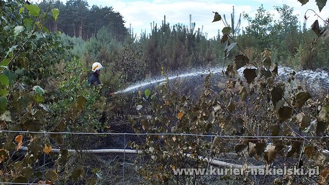 Spłonęło 10 arów poszycia leśnego w młodniku
