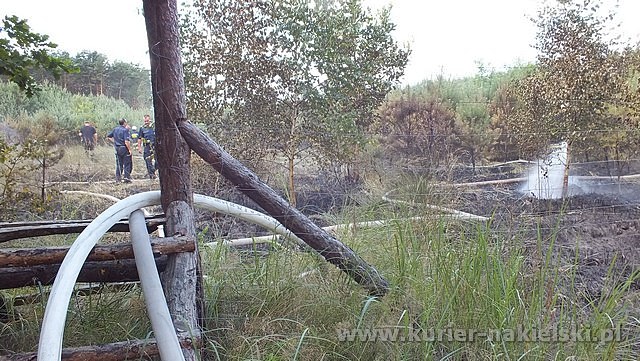 Spłonęło 10 arów poszycia leśnego w młodniku