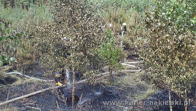 Spłonęło 10 arów poszycia leśnego w młodniku