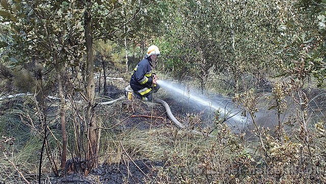 Spłonęło 10 arów poszycia leśnego w młodniku