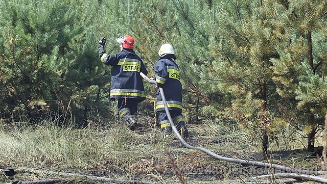 Spłonęło 10 arów poszycia leśnego w młodniku