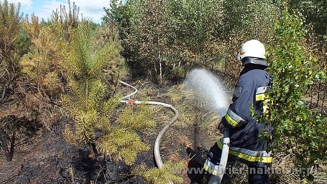 Spłonęło 10 arów poszycia leśnego w młodniku