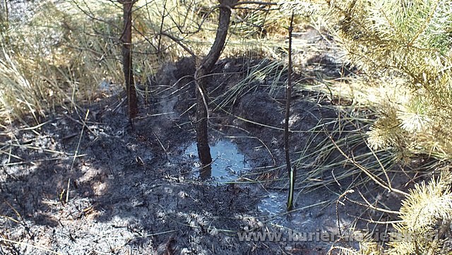 Spłonęło 10 arów poszycia leśnego w młodniku
