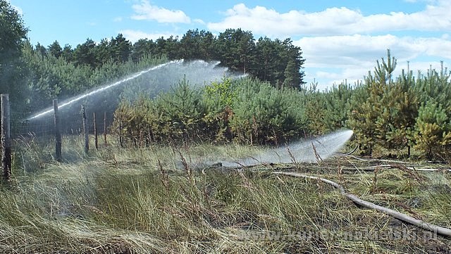Spłonęło 10 arów poszycia leśnego w młodniku