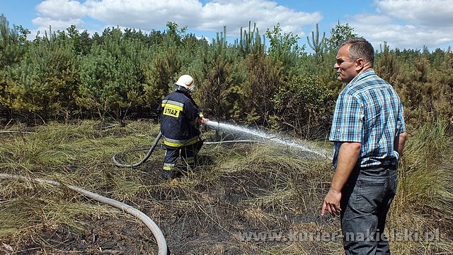 Spłonęło 10 arów poszycia leśnego w młodniku