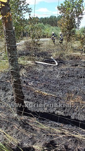 Spłonęło 10 arów poszycia leśnego w młodniku