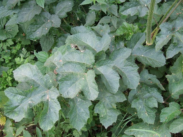 Uwaga, Mieszkańcy Gminy Szubin!!!